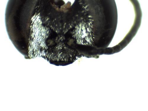 Réf. 312 166 : Tachysphex sp.